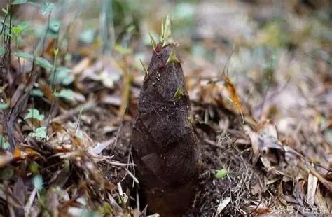 夢見竹筍號碼|夢見挖竹筍，夢到挖竹筍是什麽意思？